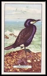 Cormorant